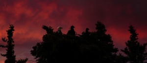 Eagles watching the fire sky