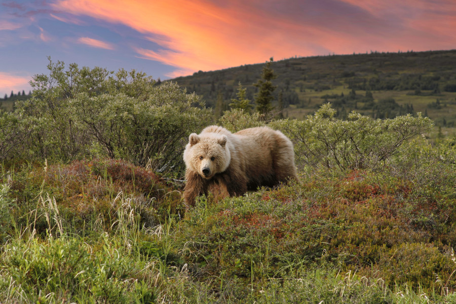 Fluffy Coastal Bear