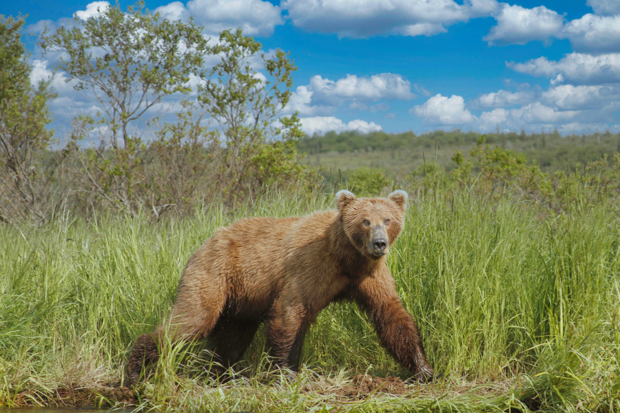 Bear on a mission