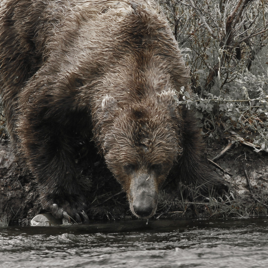 A sockeye in sight