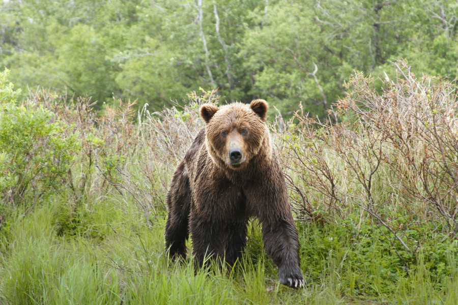 4th of July Bear